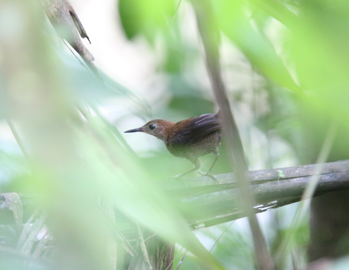 Scaly-breasted Wren (Scaly) - Desmond Allen