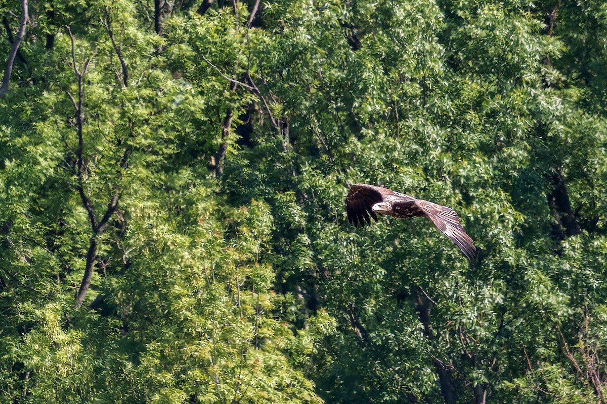 White-tailed Eagle - ML618805862