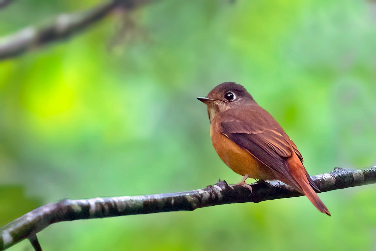 Ferruginous Flycatcher - ML618805868