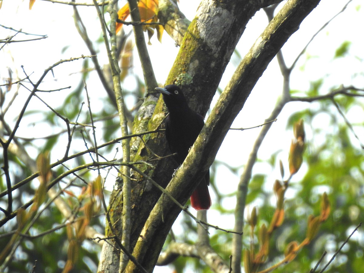 Maroon Oriole - Subbu Subramanya