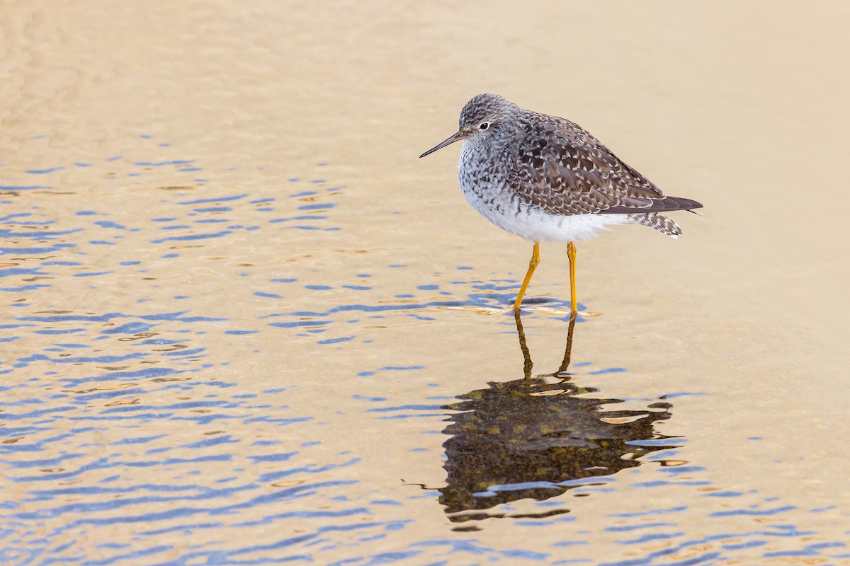 Lesser Yellowlegs - ML618805879