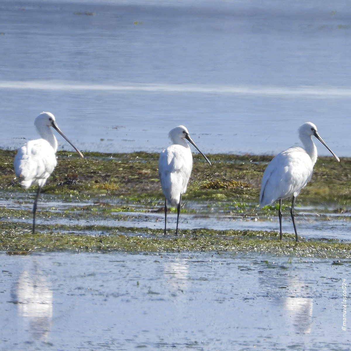 Eurasian Spoonbill - Manuel Velasco