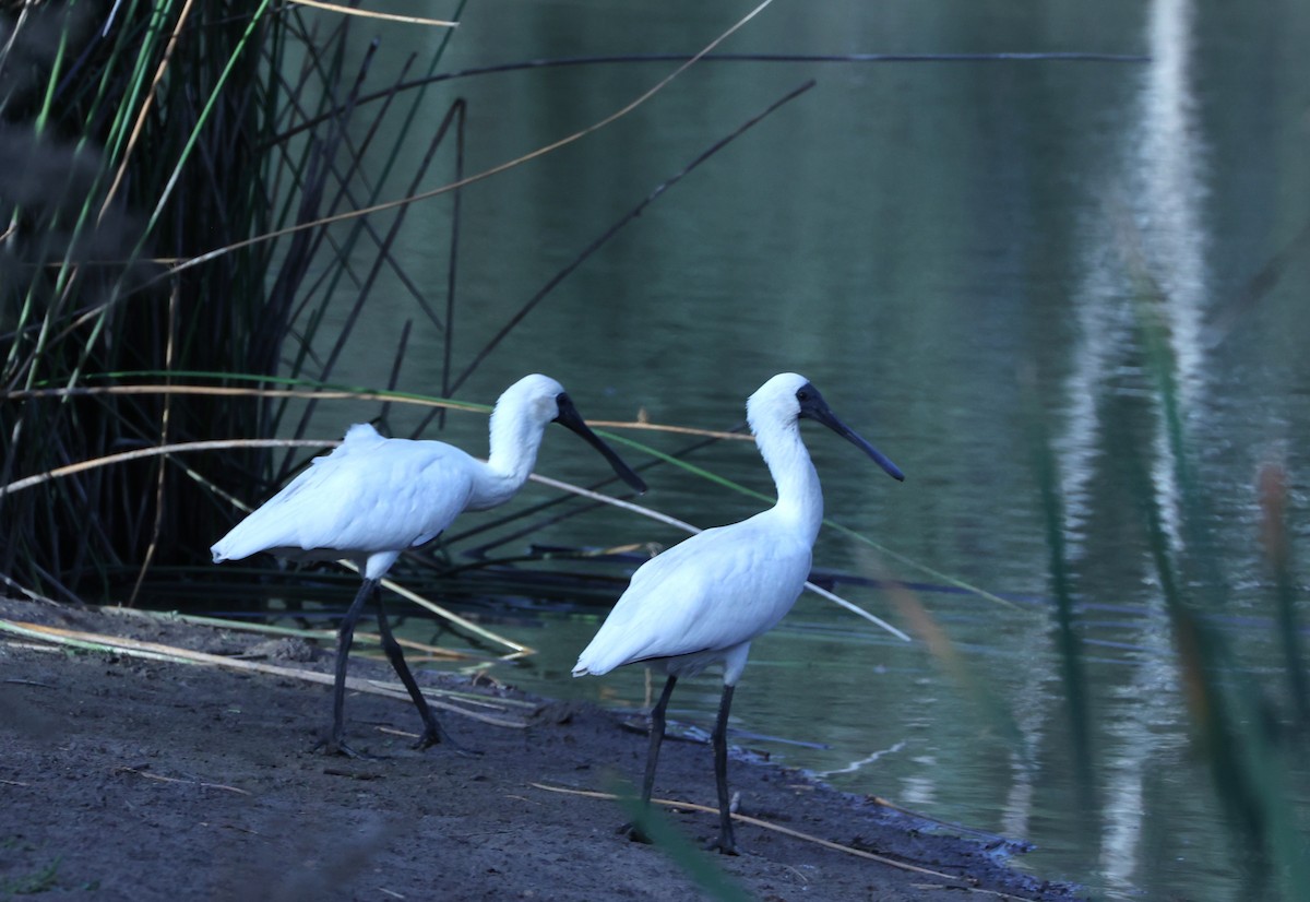 Royal Spoonbill - Catarina Gregson