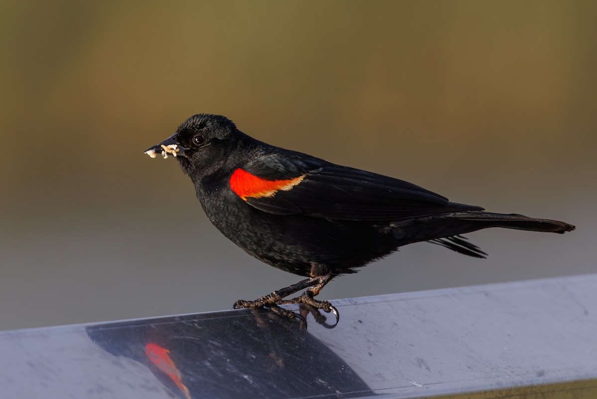 Red-winged Blackbird - Chezy Yusuf