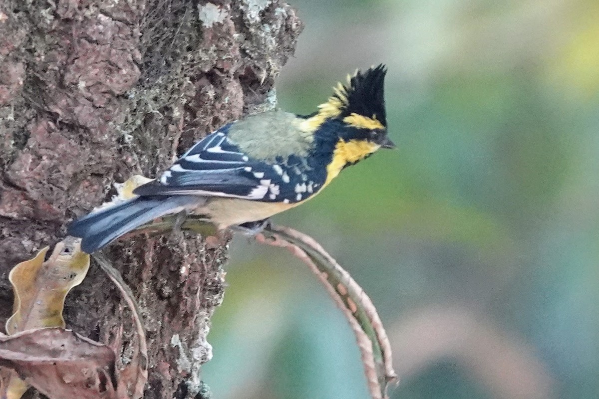 Himalayan Black-lored Tit - ML618805928