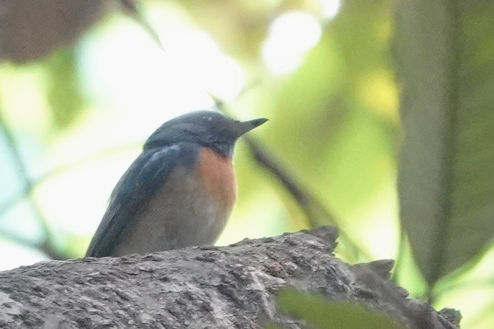 Blue-throated Flycatcher - Brecht Caers