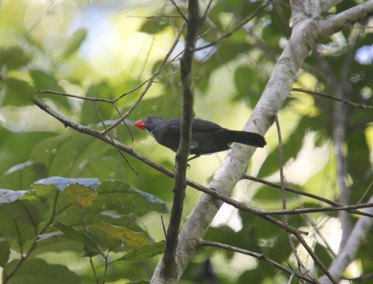 Slate-colored Grosbeak - Desmond Allen