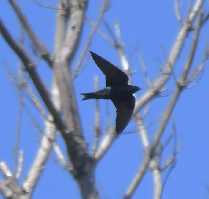 Purple Martin - Suzanne Sullivan