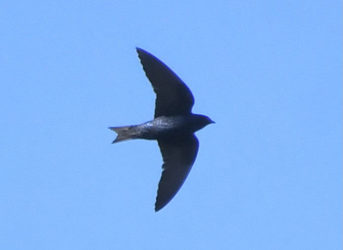 Purple Martin - Suzanne Sullivan