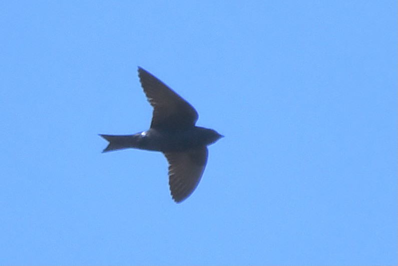 Purple Martin - Suzanne Sullivan