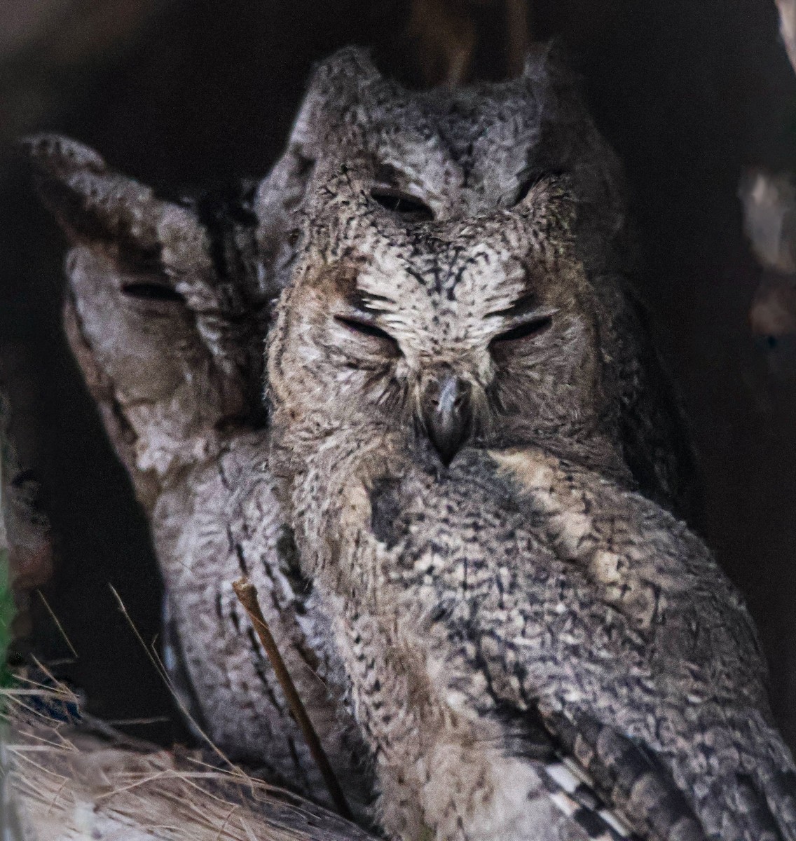 Indian Scops-Owl - Sanjay Gupta