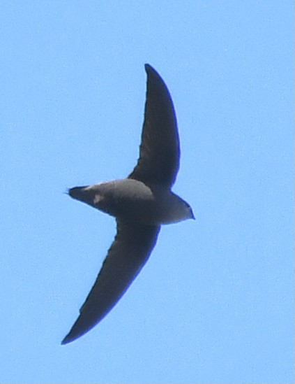 Chimney Swift - Suzanne Sullivan