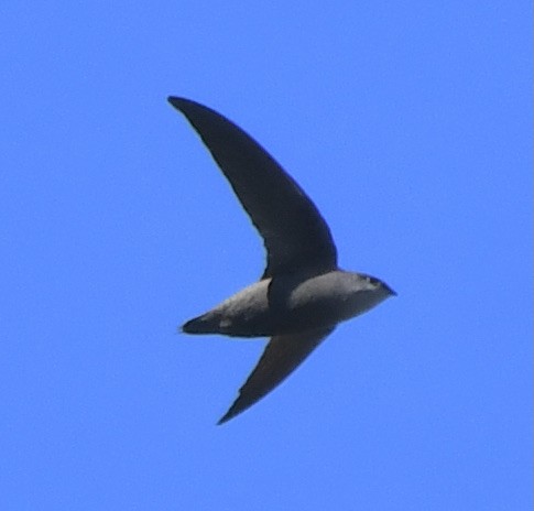 Chimney Swift - Suzanne Sullivan