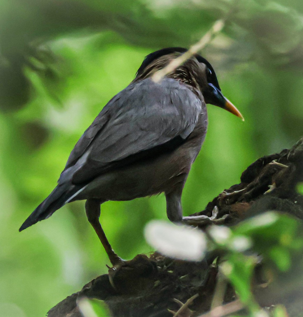 Brahminy Starling - Sanjay Gupta