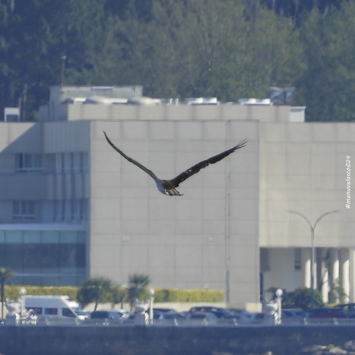 Osprey - Manuel Velasco Graña