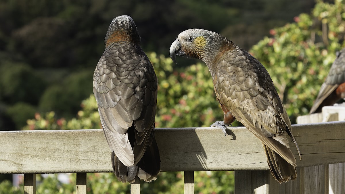 New Zealand Kaka - ML618805981