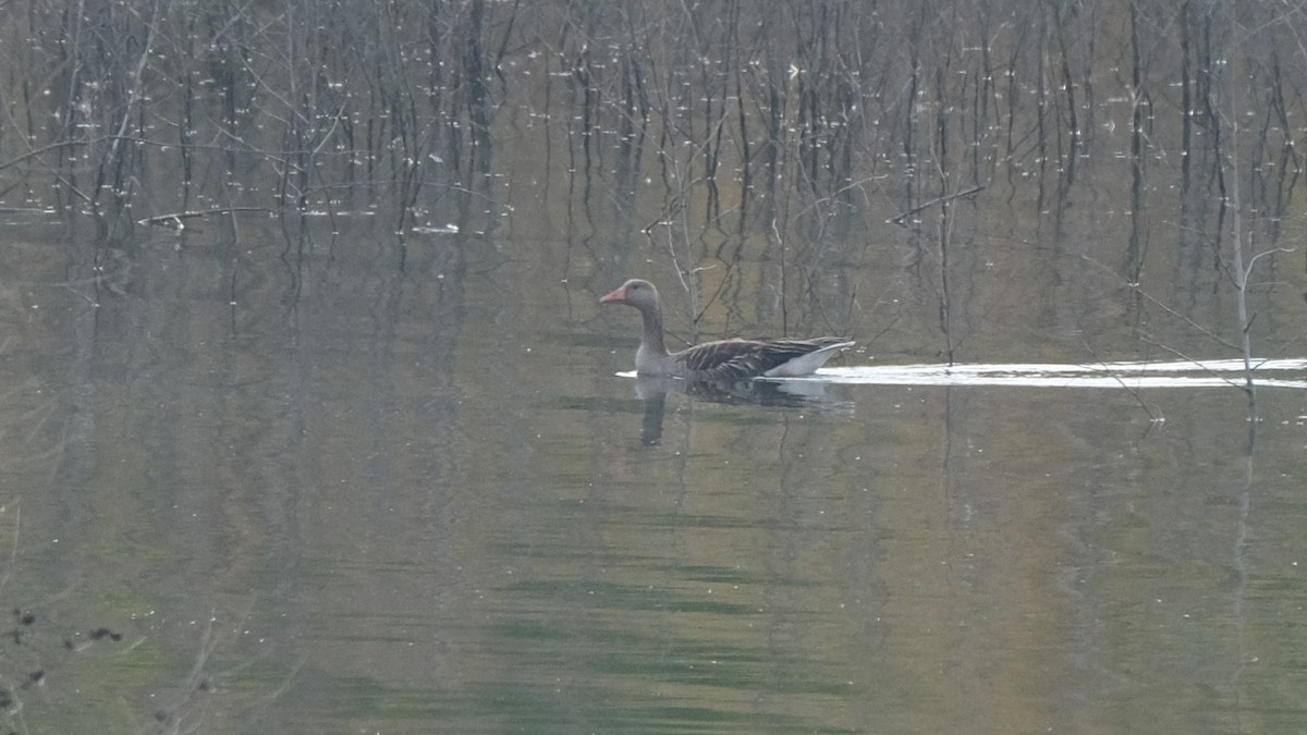 Graylag Goose - Reyhan Hamdi