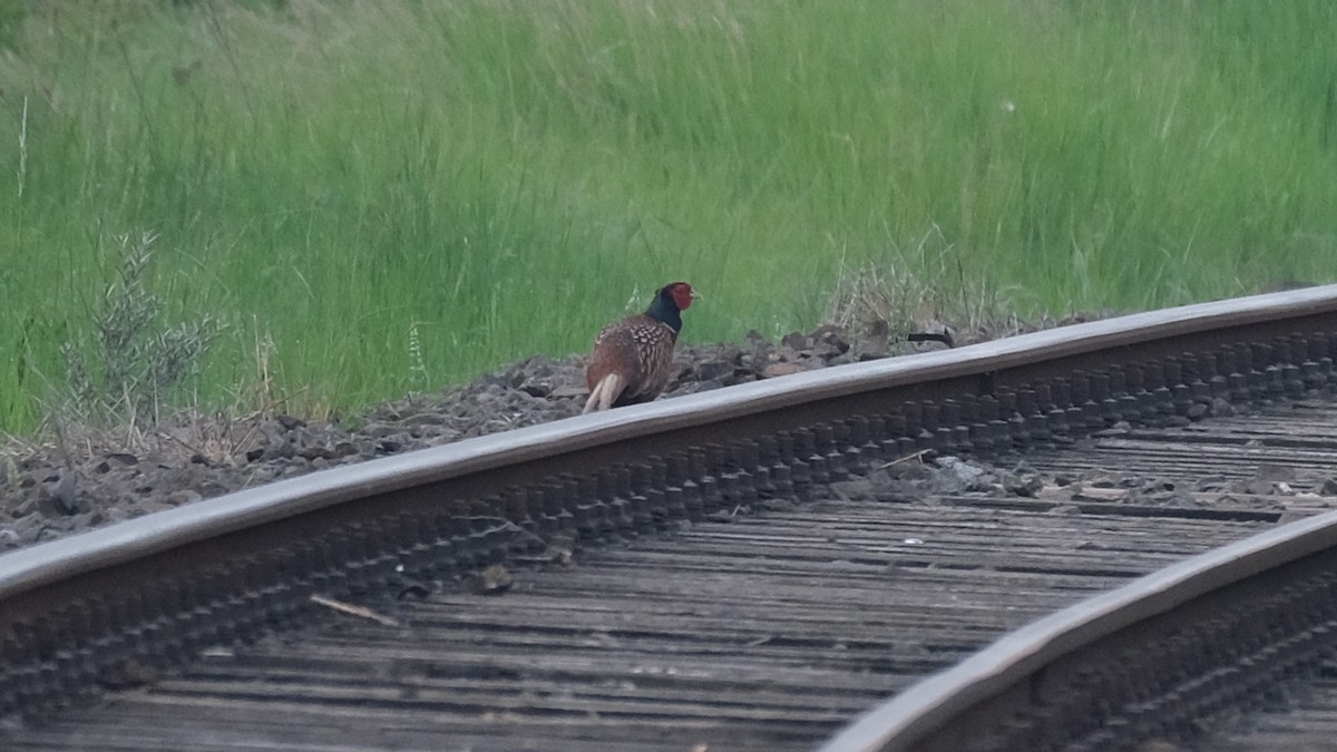 Ring-necked Pheasant - Reyhan Hamdi