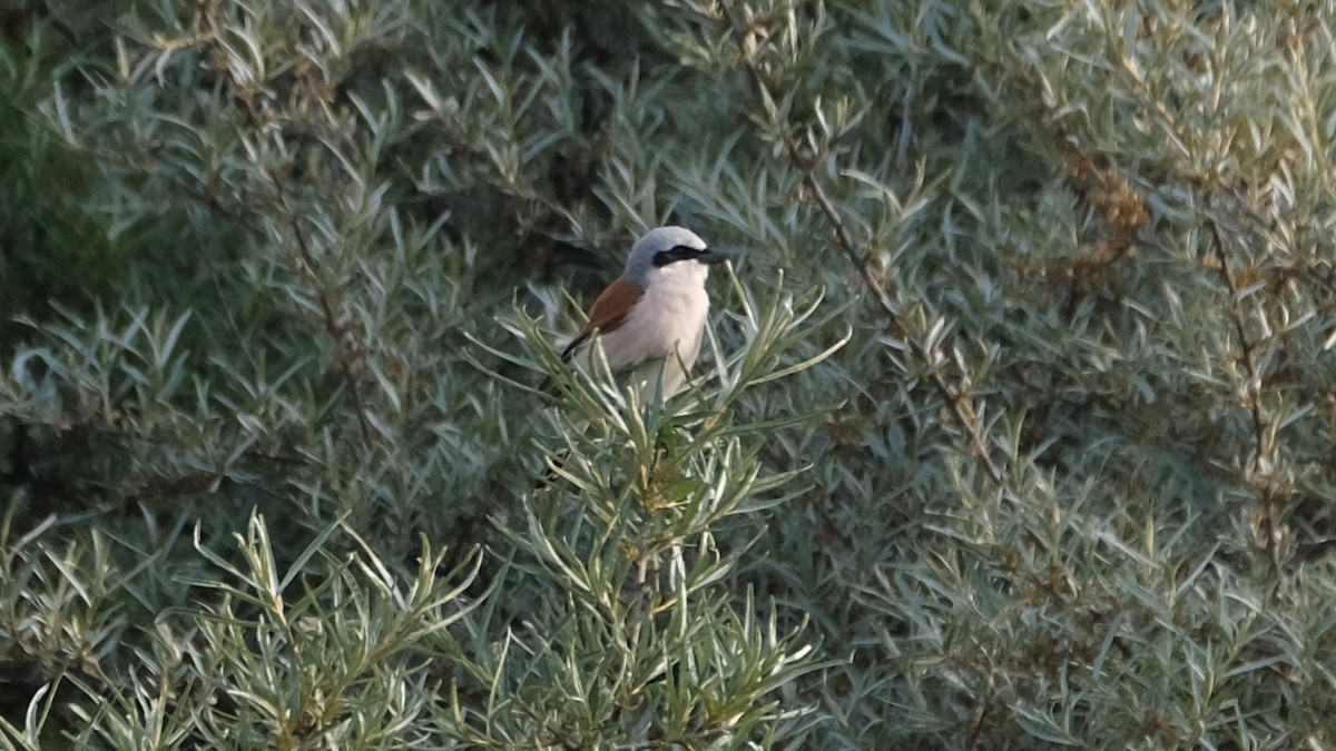 Red-backed Shrike - Reyhan Hamdi