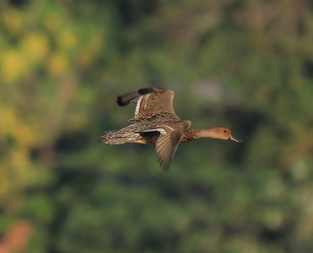 Northern Shoveler - Afsar Nayakkan