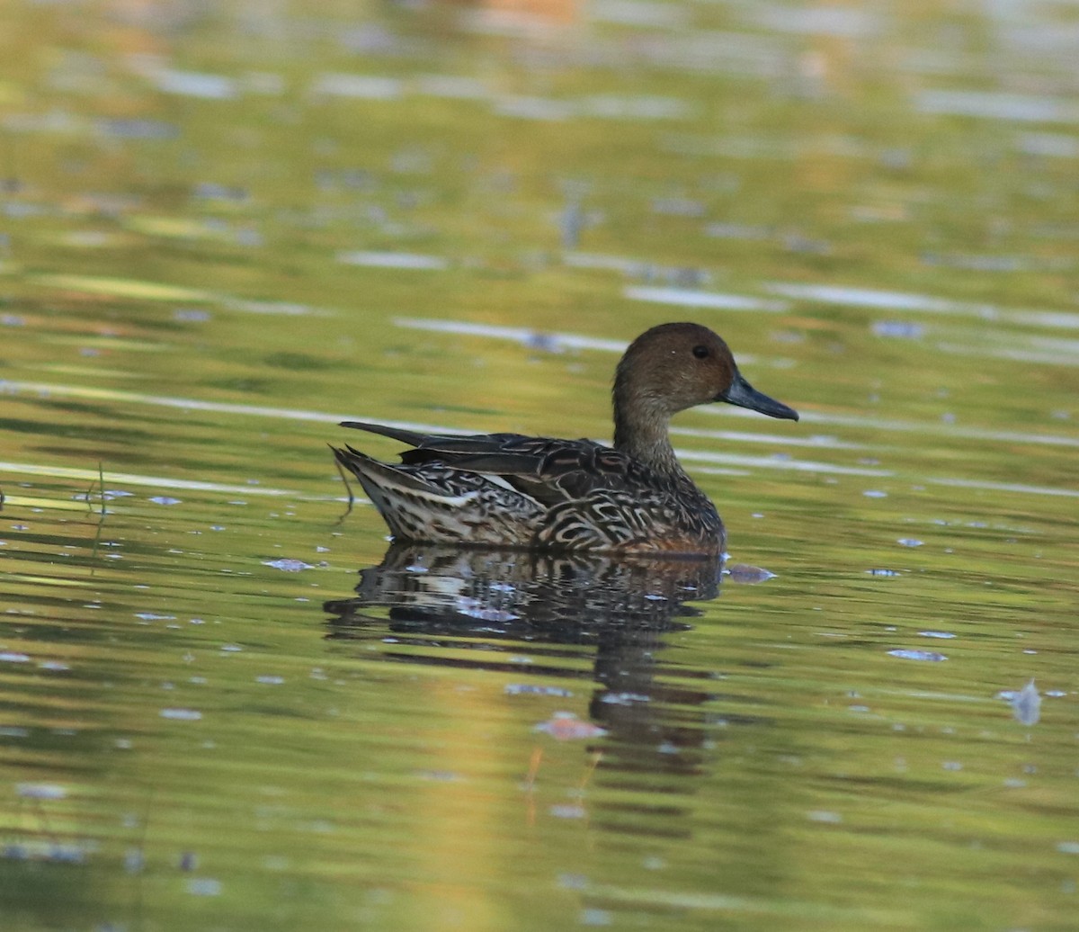 Northern Shoveler - Afsar Nayakkan