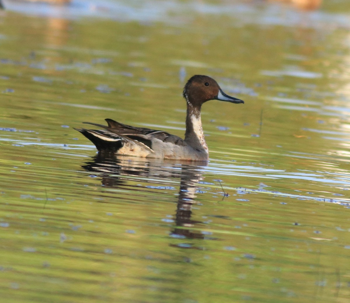 Northern Shoveler - Afsar Nayakkan