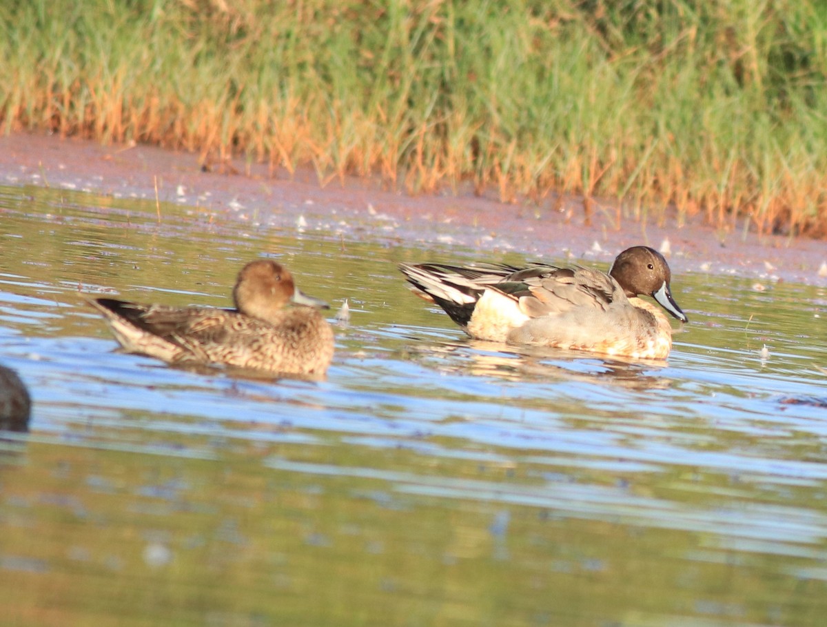 Northern Shoveler - Afsar Nayakkan