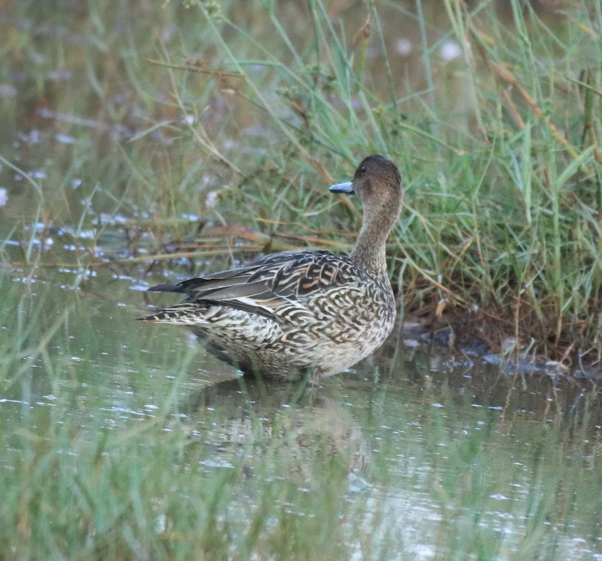 Northern Shoveler - Afsar Nayakkan