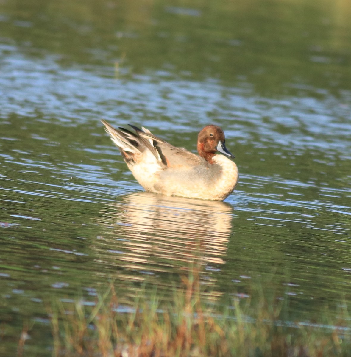 Northern Shoveler - Afsar Nayakkan