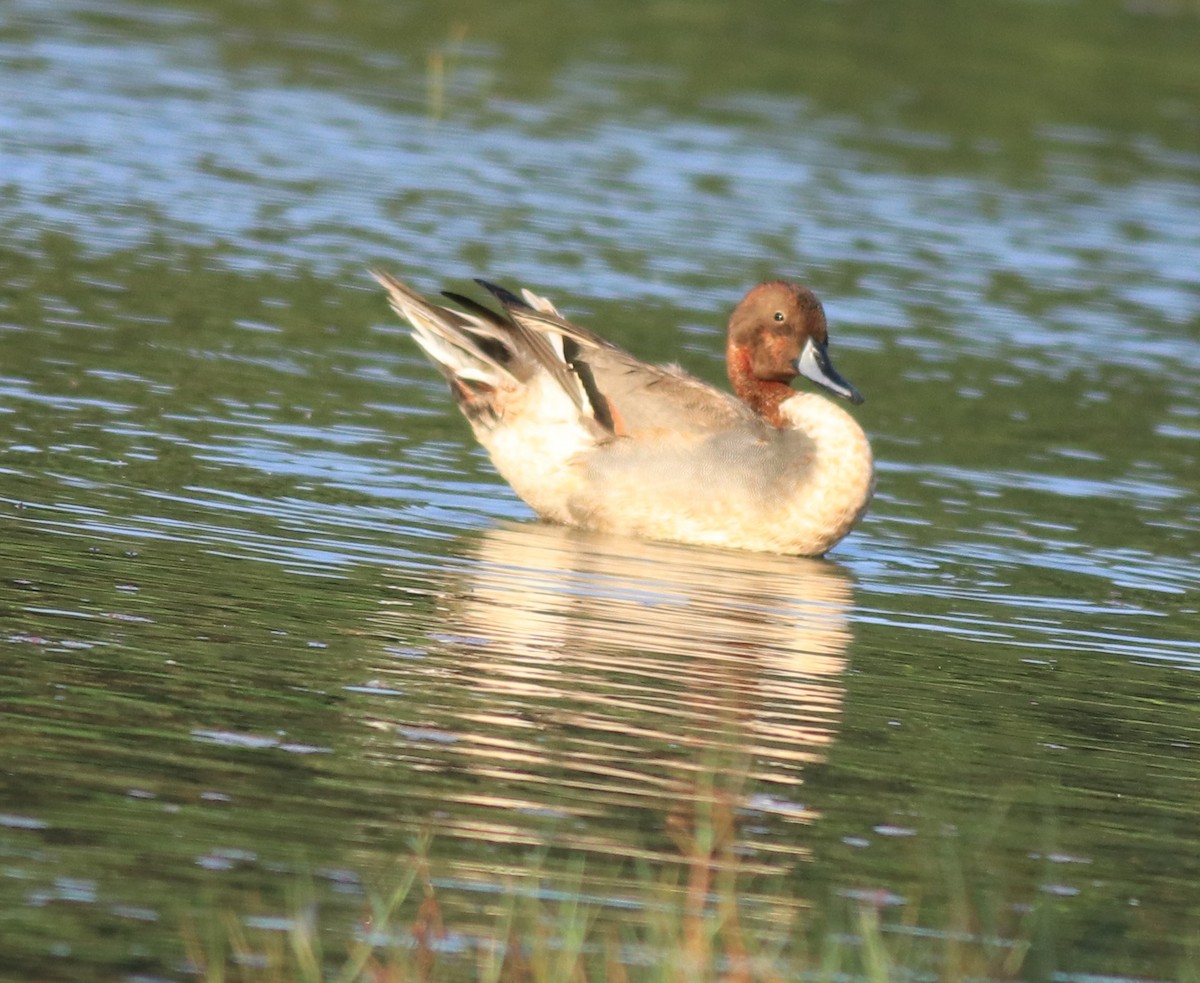 Northern Shoveler - Afsar Nayakkan