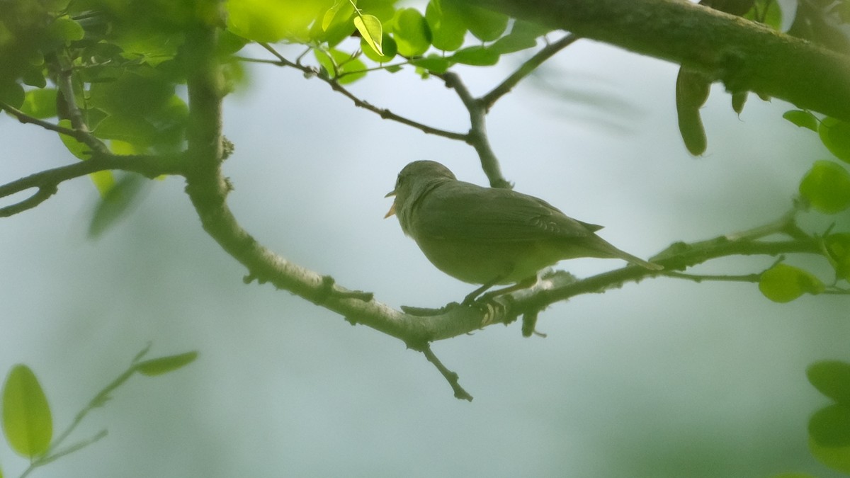 Garden Warbler - Reyhan Hamdi