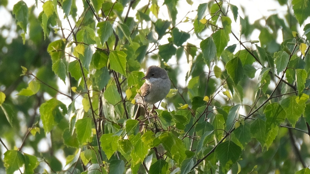 Greater Whitethroat - Reyhan Hamdi