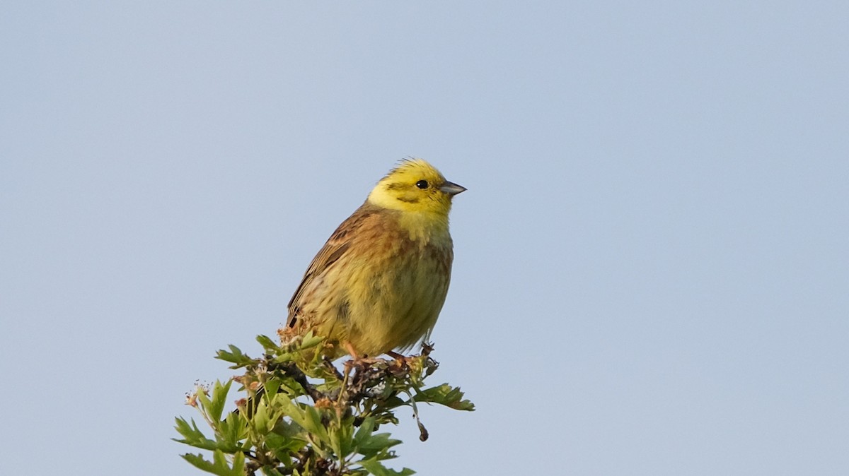 Yellowhammer - Reyhan Hamdi