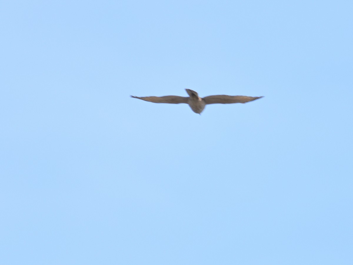 Brown Goshawk - Mick Phillips