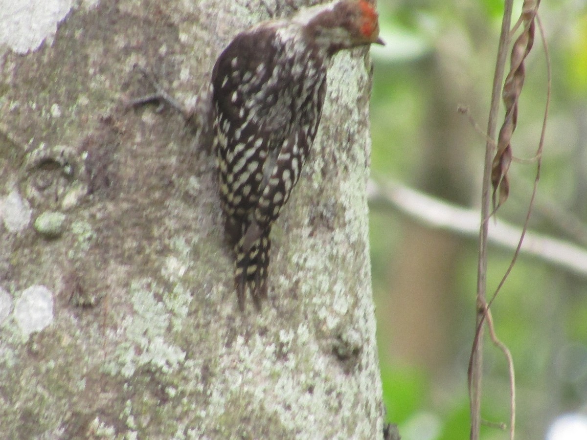 Yellow-crowned Woodpecker - vaazhaikumar kumar