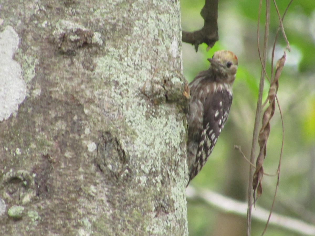 Yellow-crowned Woodpecker - vaazhaikumar kumar