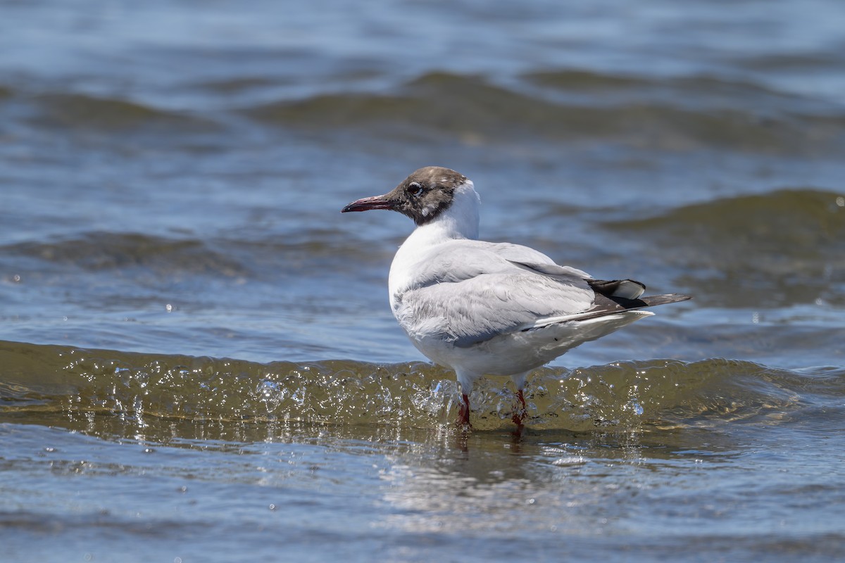 Black-headed Gull - Yuya Okuzaki