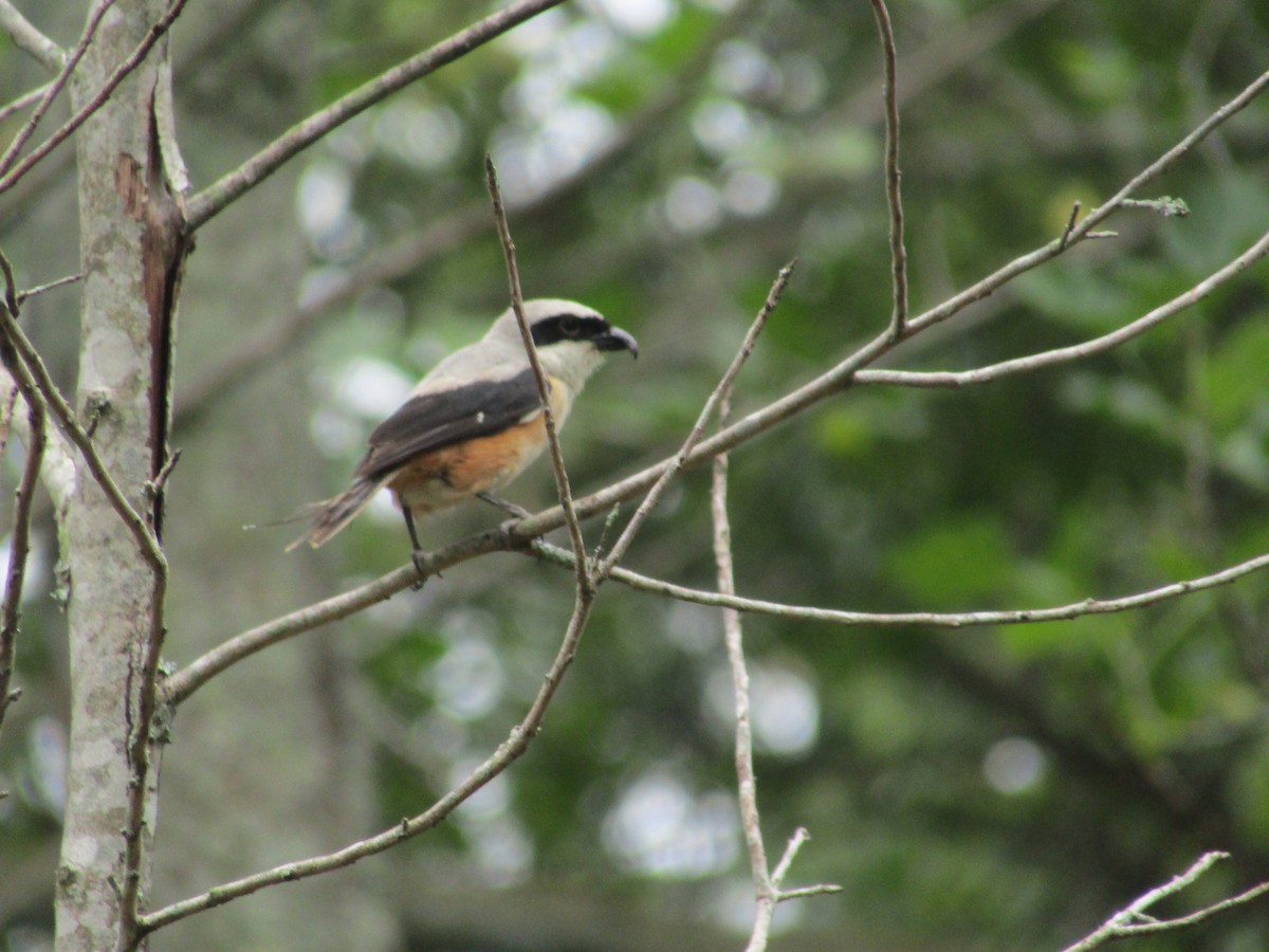 Long-tailed Shrike - vaazhaikumar kumar