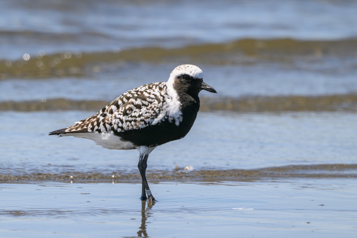 Black-bellied Plover - Yuya Okuzaki