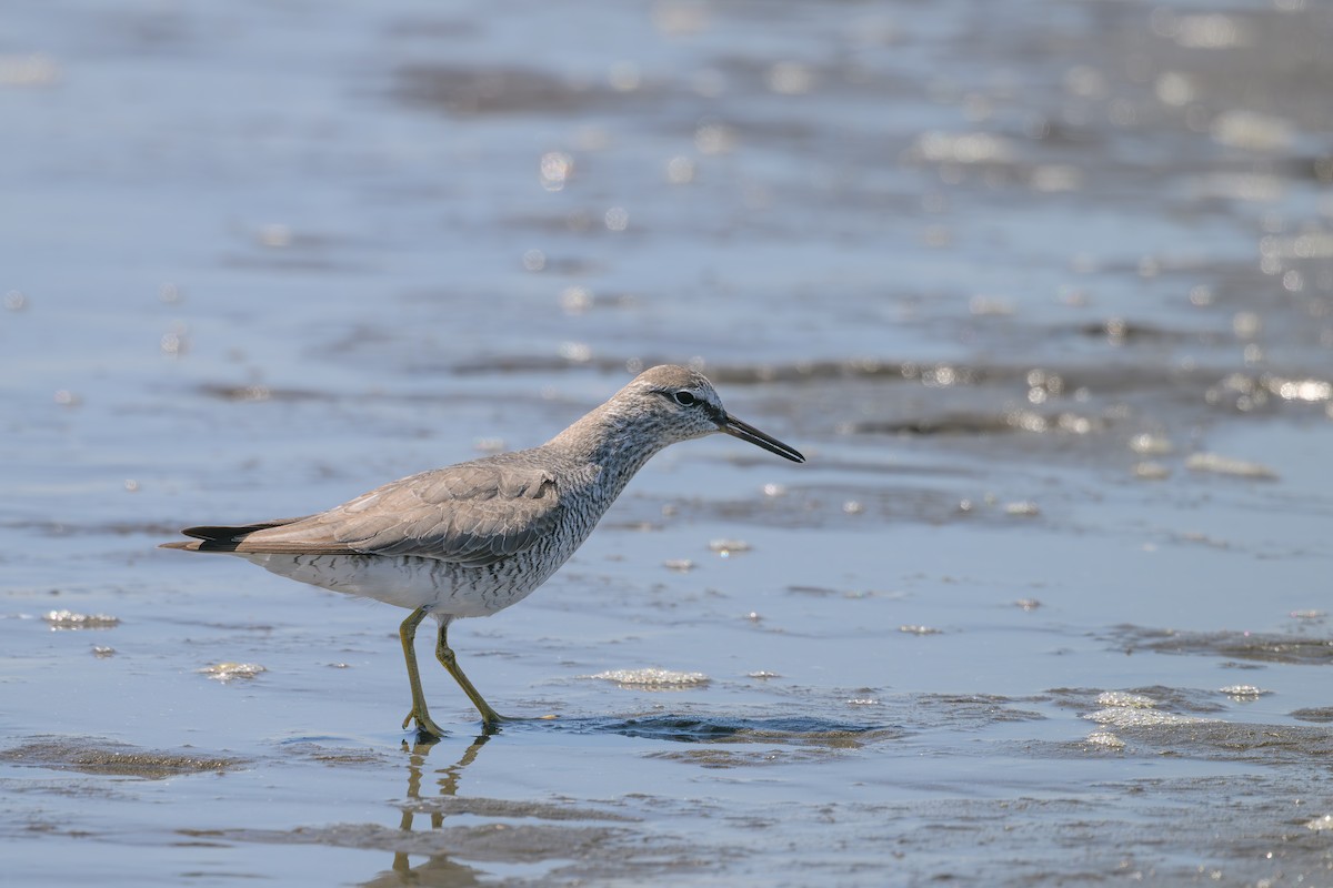 Gray-tailed Tattler - ML618806074