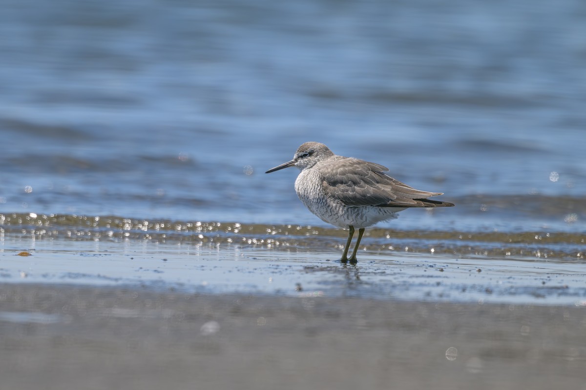 Gray-tailed Tattler - ML618806077