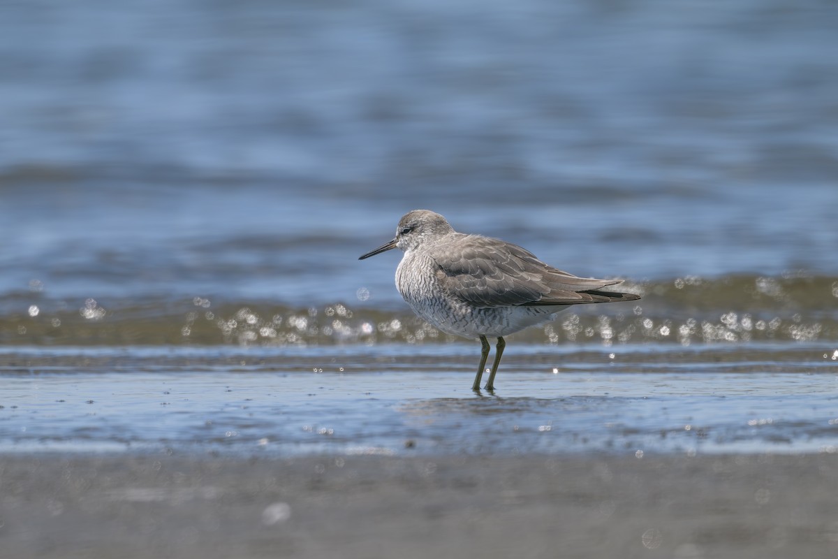 Gray-tailed Tattler - ML618806082