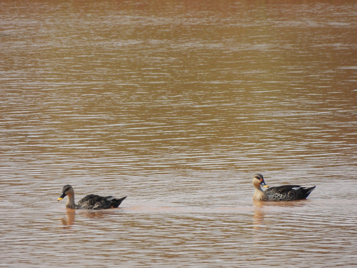 Indian Spot-billed Duck - Shree Raksha