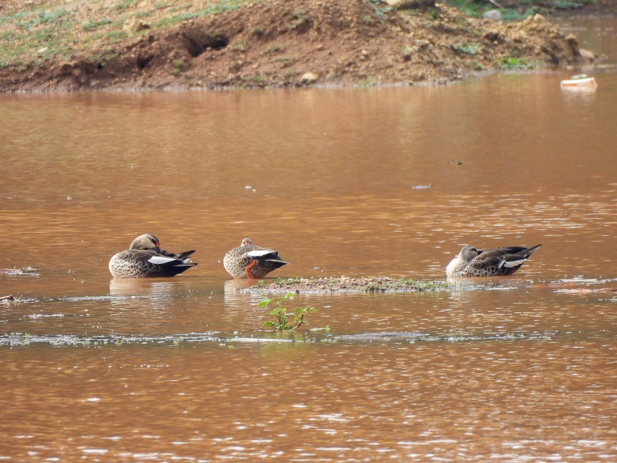 Indian Spot-billed Duck - Shree Raksha