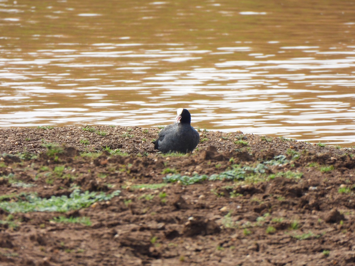 Eurasian Coot - Shree Raksha