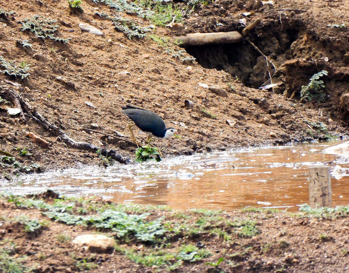 White-breasted Waterhen - Shree Raksha