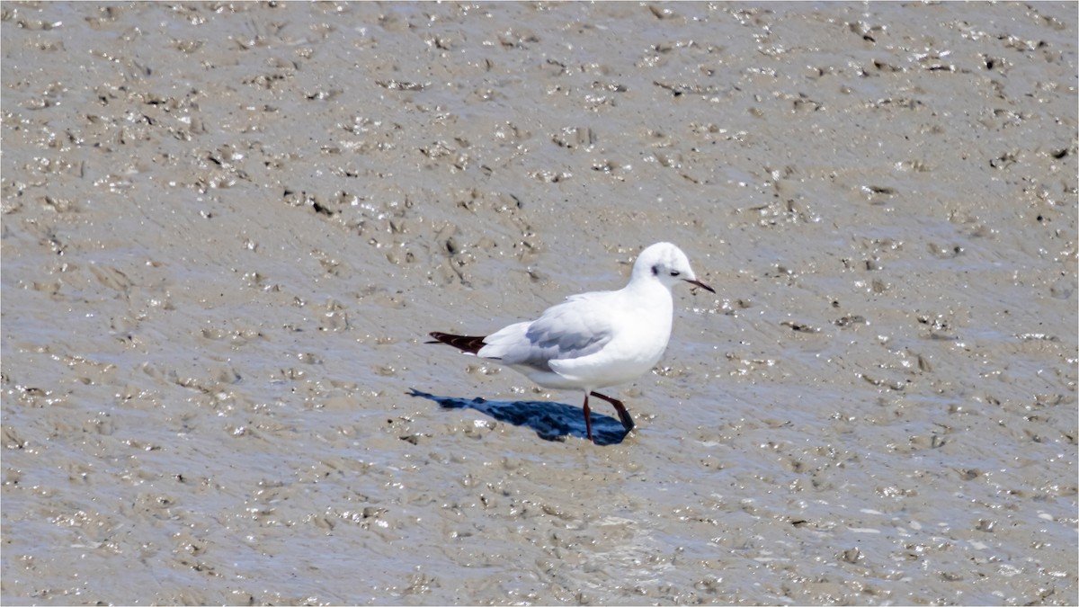 Saunders's Gull - 대준 유