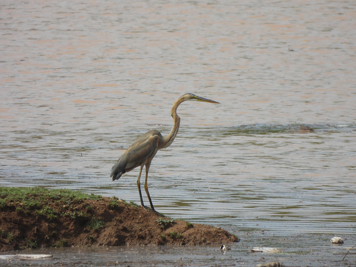 Purple Heron - Shree Raksha