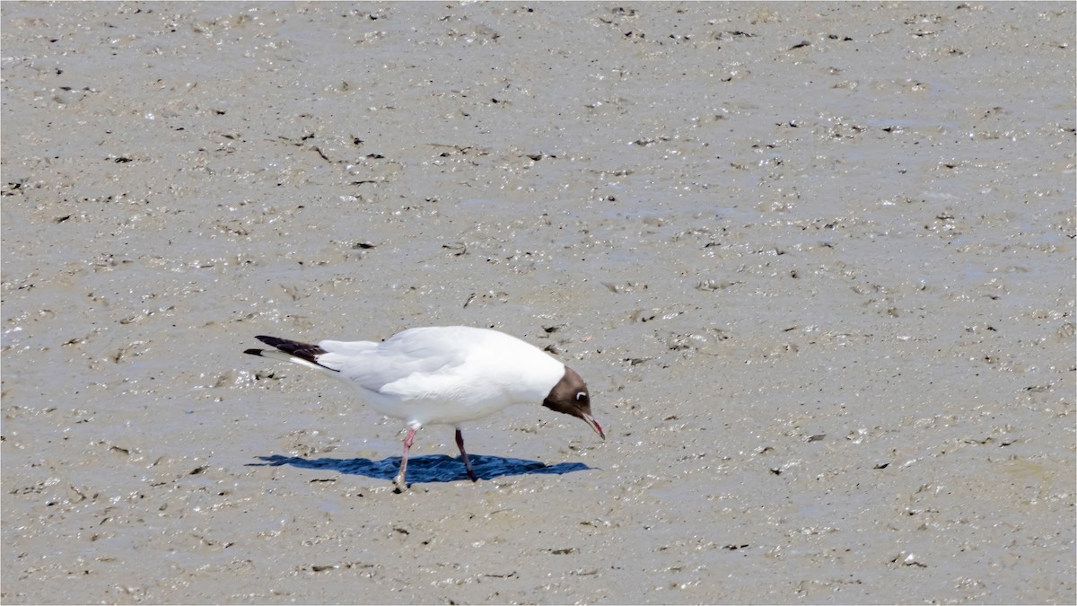 Saunders's Gull - 대준 유