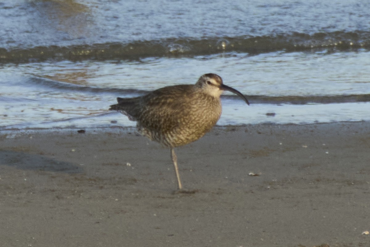 Whimbrel - Shigure's Admiral